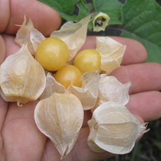 Vegetables, Herbs & Flowers